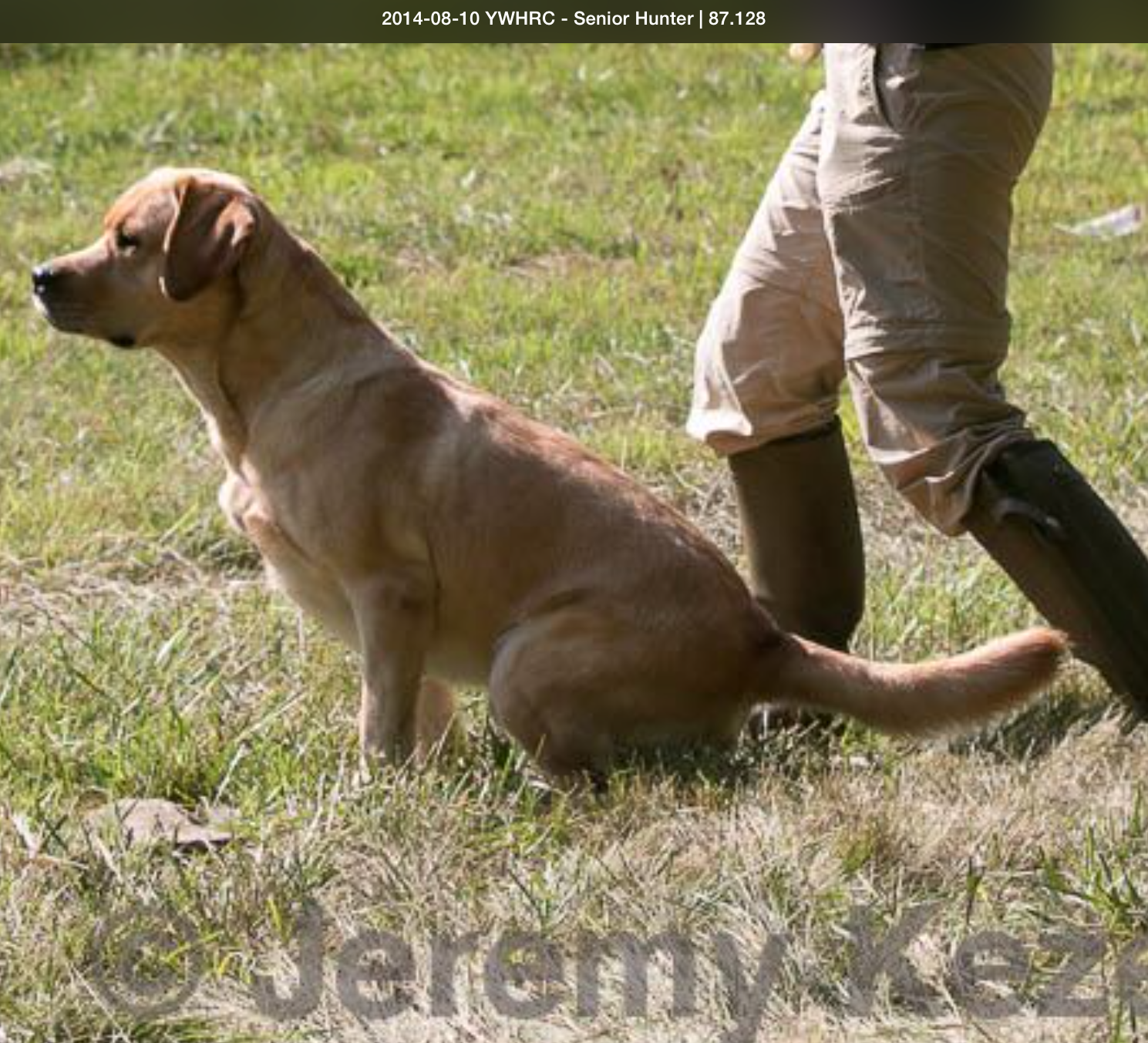 GCH Seawind Fergmar Bells And Whistles MH UDX OM1 | Yellow Labrador Retriver