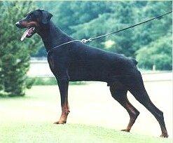 Graaf Eros v. Neerlands stam | Black Doberman Pinscher