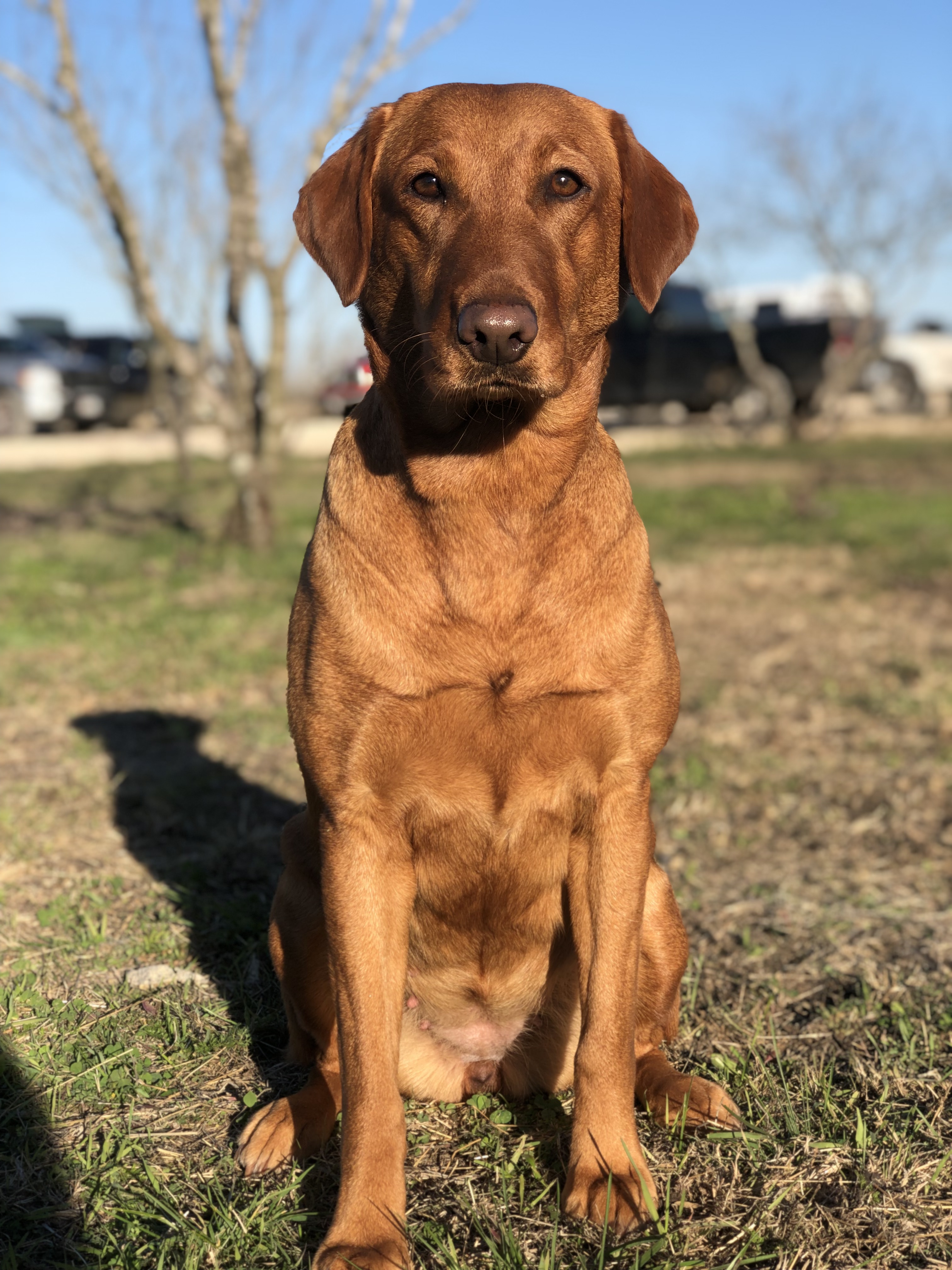 HRCH Exodus 14:14 SH CGC TN | Yellow Labrador Retriver