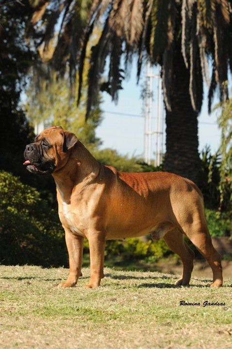 Minas Anor´s Cuchulainn | Bullmastiff 