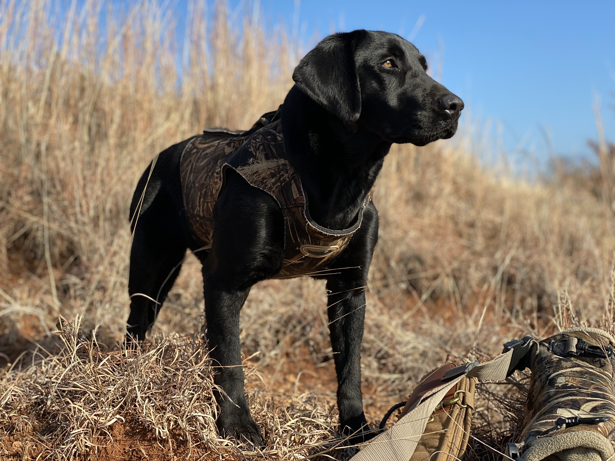 4xGMPR CALDWELL'S BLACK BEAR RUE | Black Labrador Retriver