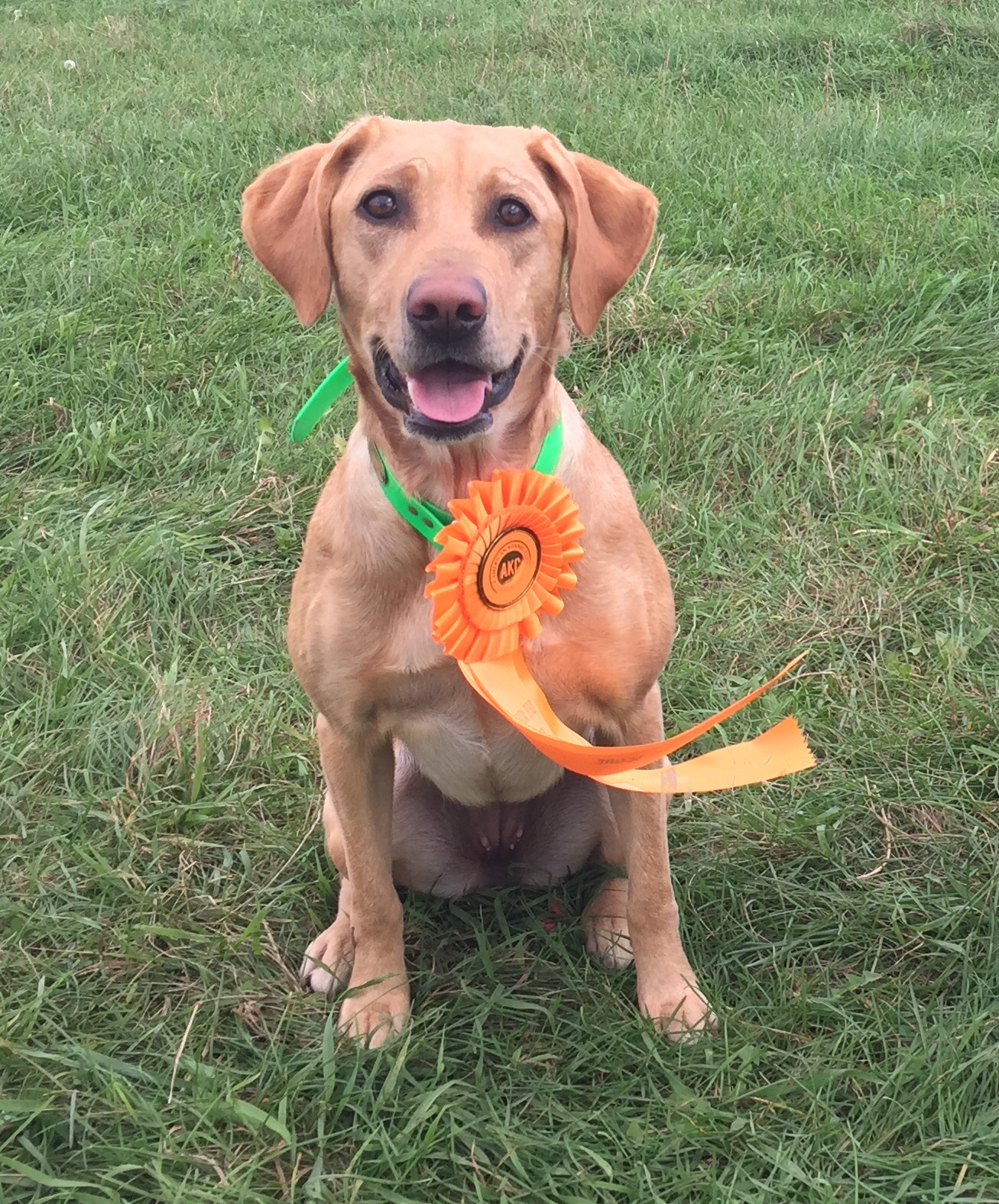 Piddle Creek’s Dazzling Snitch MH16 | Yellow Labrador Retriver