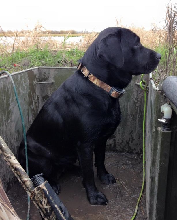 SHR Onyx’s Thundering Lucy JH | Black Labrador Retriver