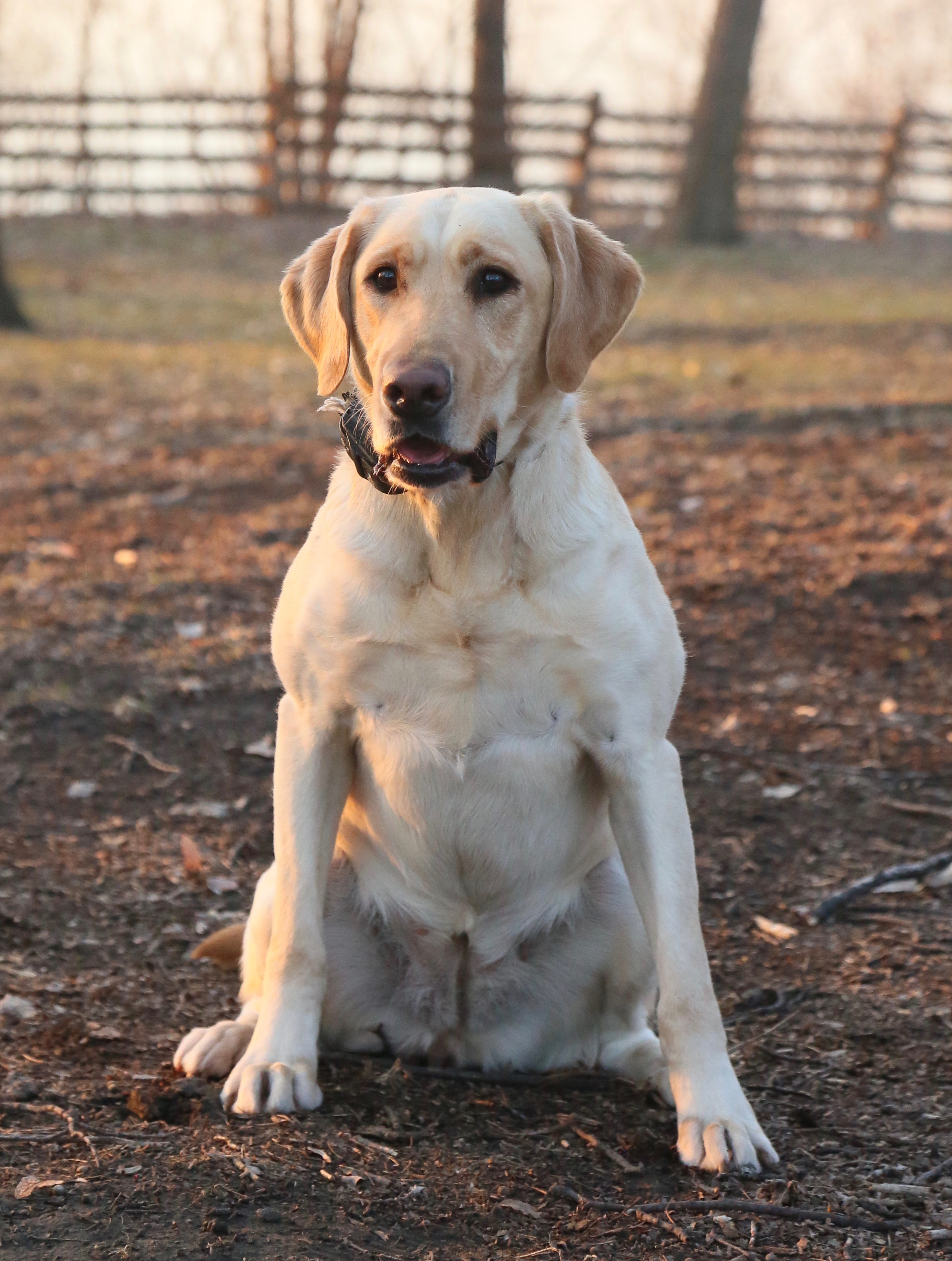 Muddy River Purdy Remington JH | Yellow Labrador Retriver