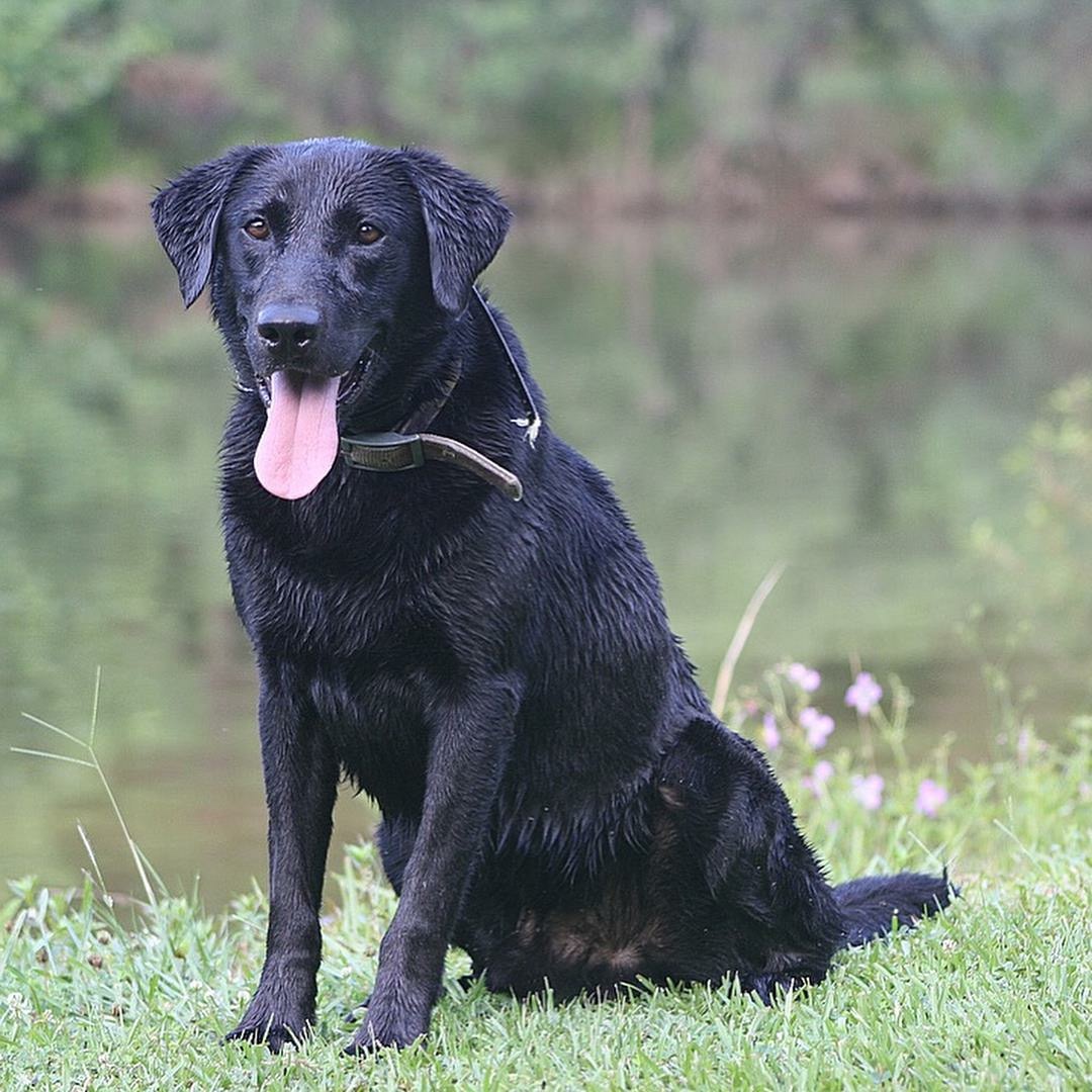 SHR Guns & Rose's Pistol JH | Black Labrador Retriver