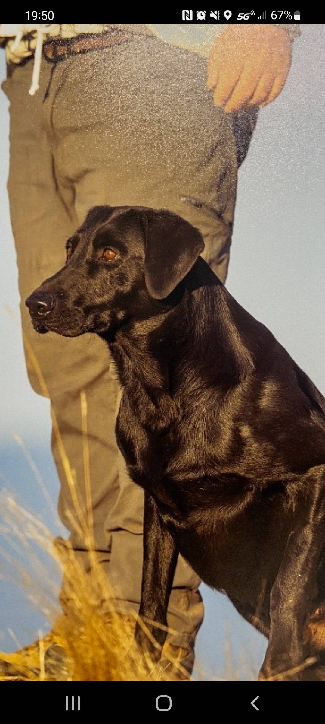 FC AFC  Blackwater Dexter | Black Labrador Retriver