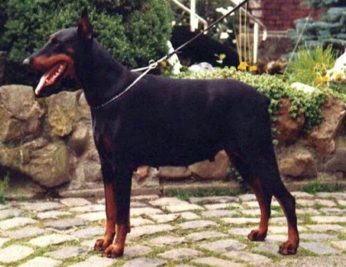 Hertogin Xeli v. Manensheide | Black Doberman Pinscher