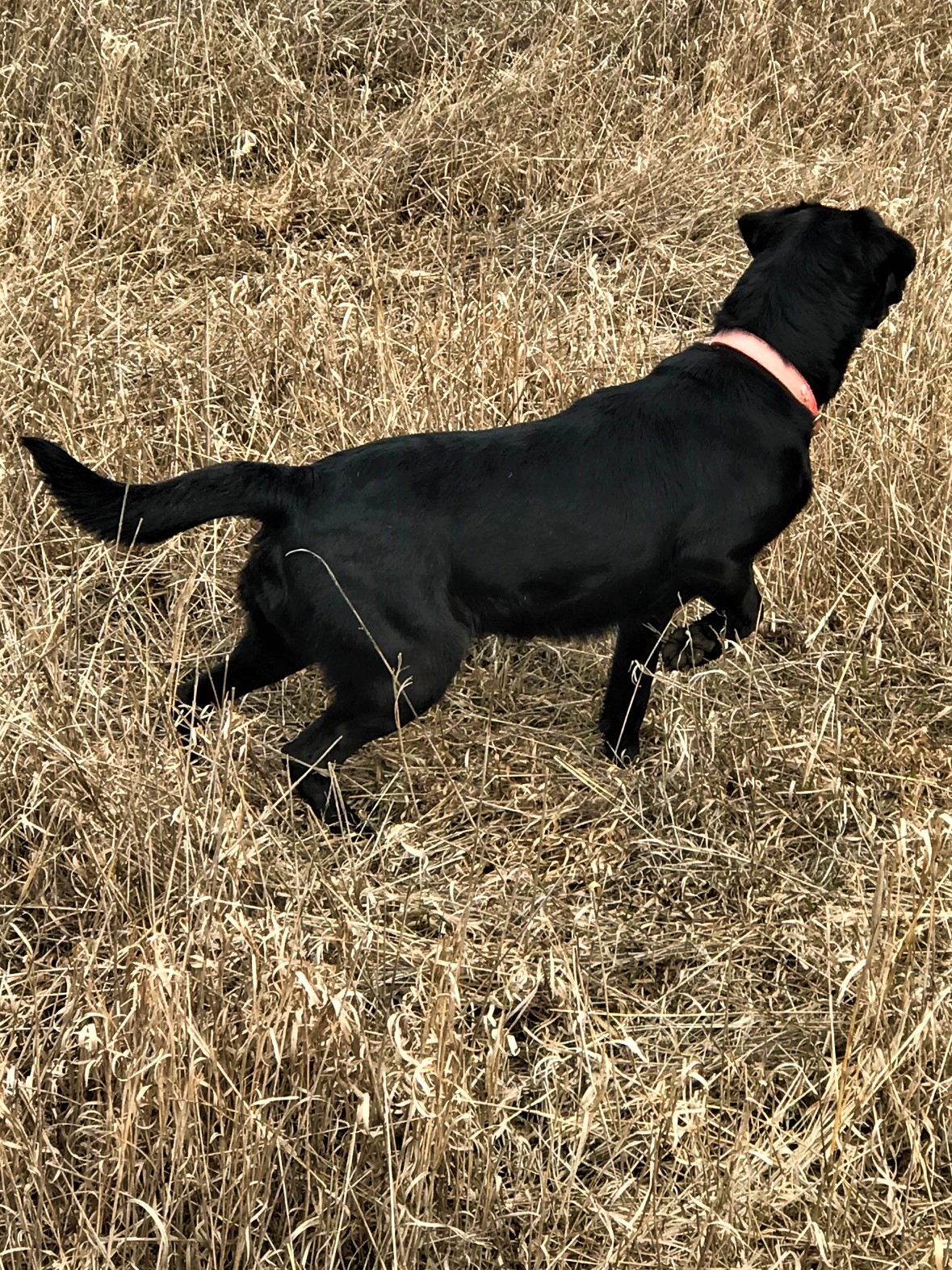 Pheasant Country's Black Ice | Black Labrador Retriver