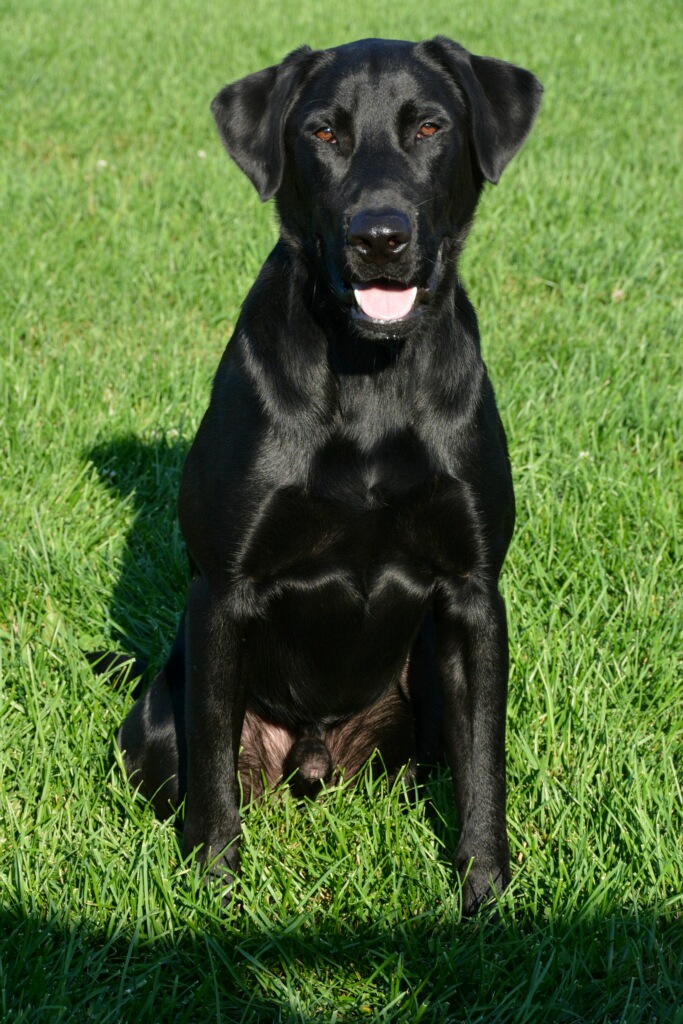 Marauders Touch N Go | Black Labrador Retriver