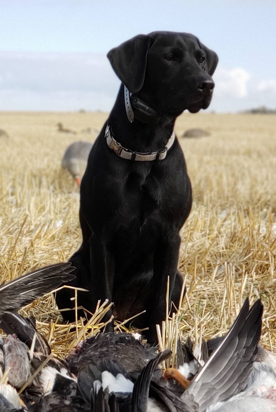 HRCH MHR Keep To The Code's Fair Maiden MH QA2 | Black Labrador Retriver