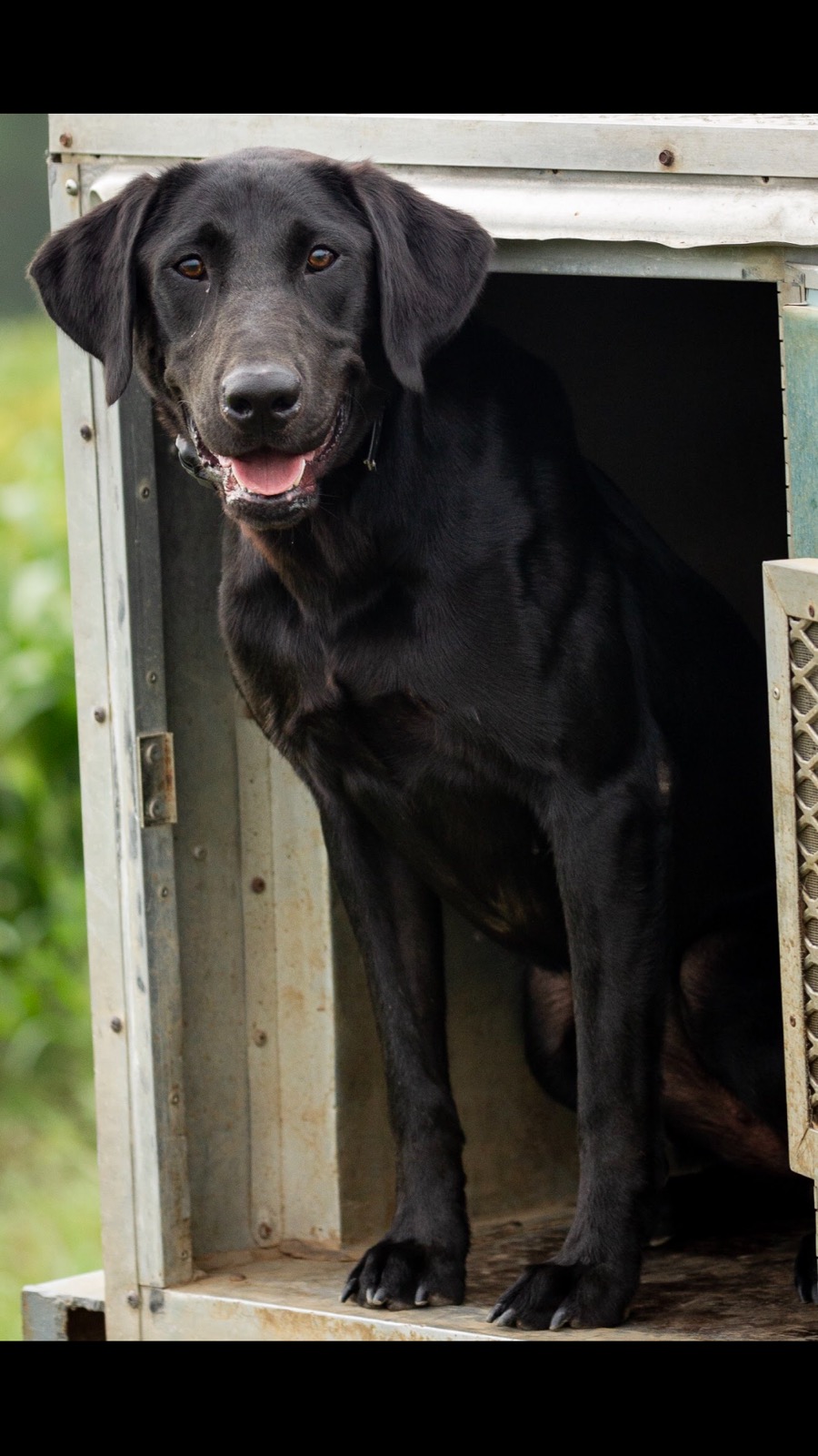 Wilkes' Goddess Of The Night MH | Black Labrador Retriver