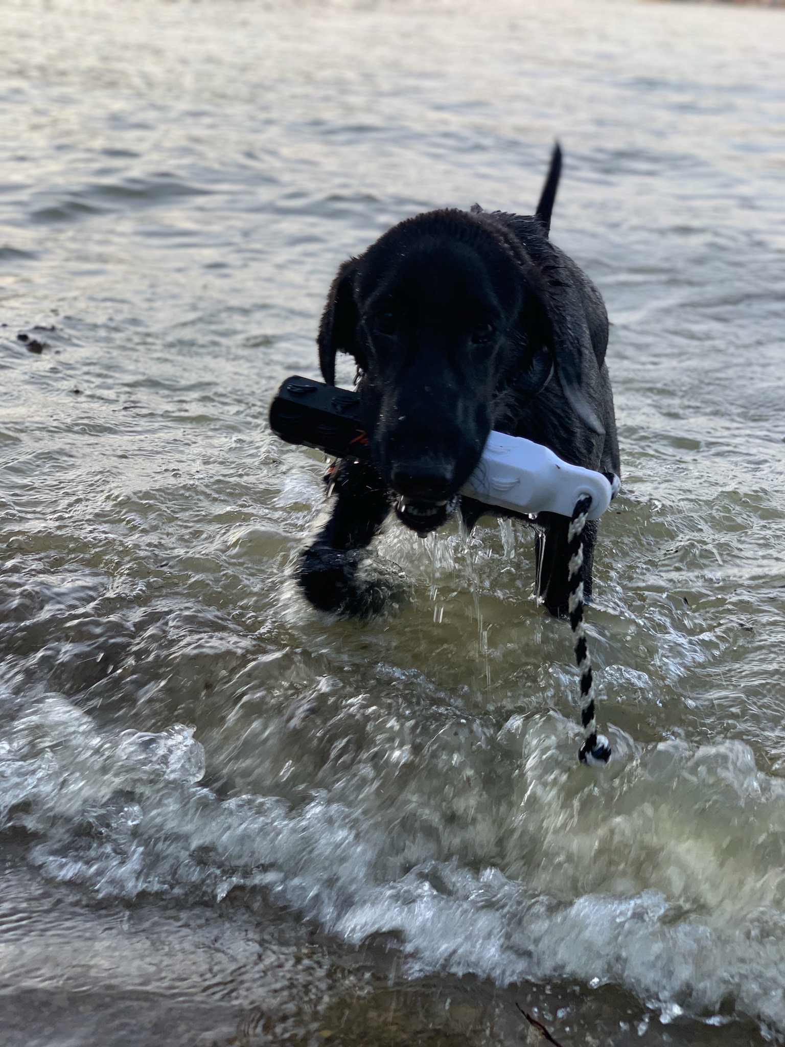 L2H River Runs I'm Ya Huckleberry | Black Labrador Retriver