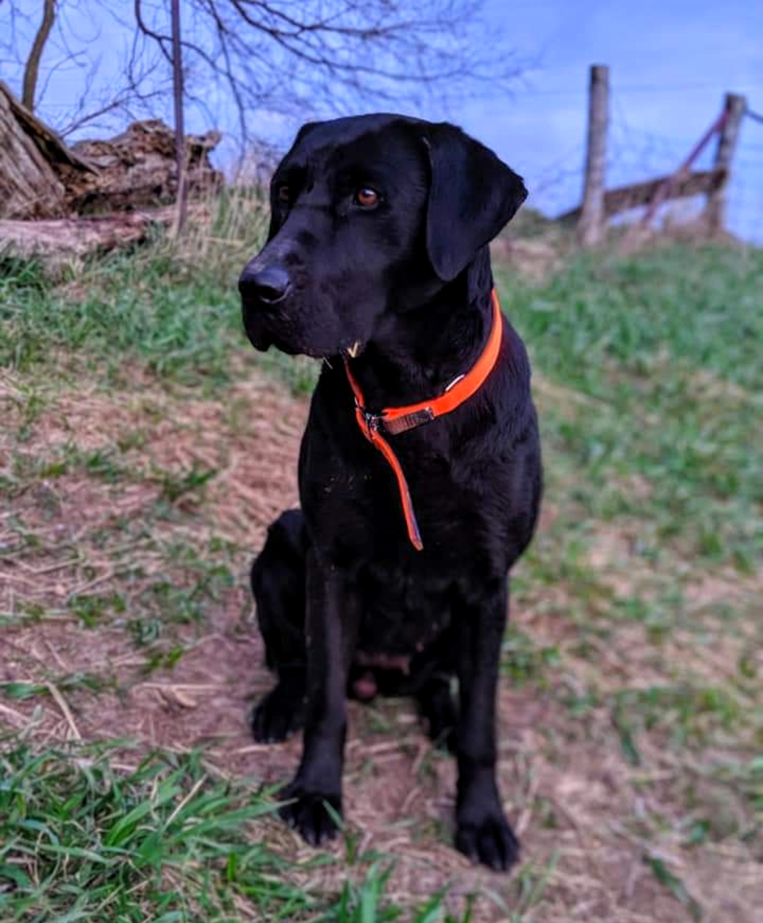 Kona Wingfeather Kell | Black Labrador Retriver