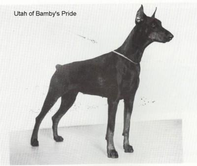 Utah of Bamby's Pride | Black Doberman Pinscher