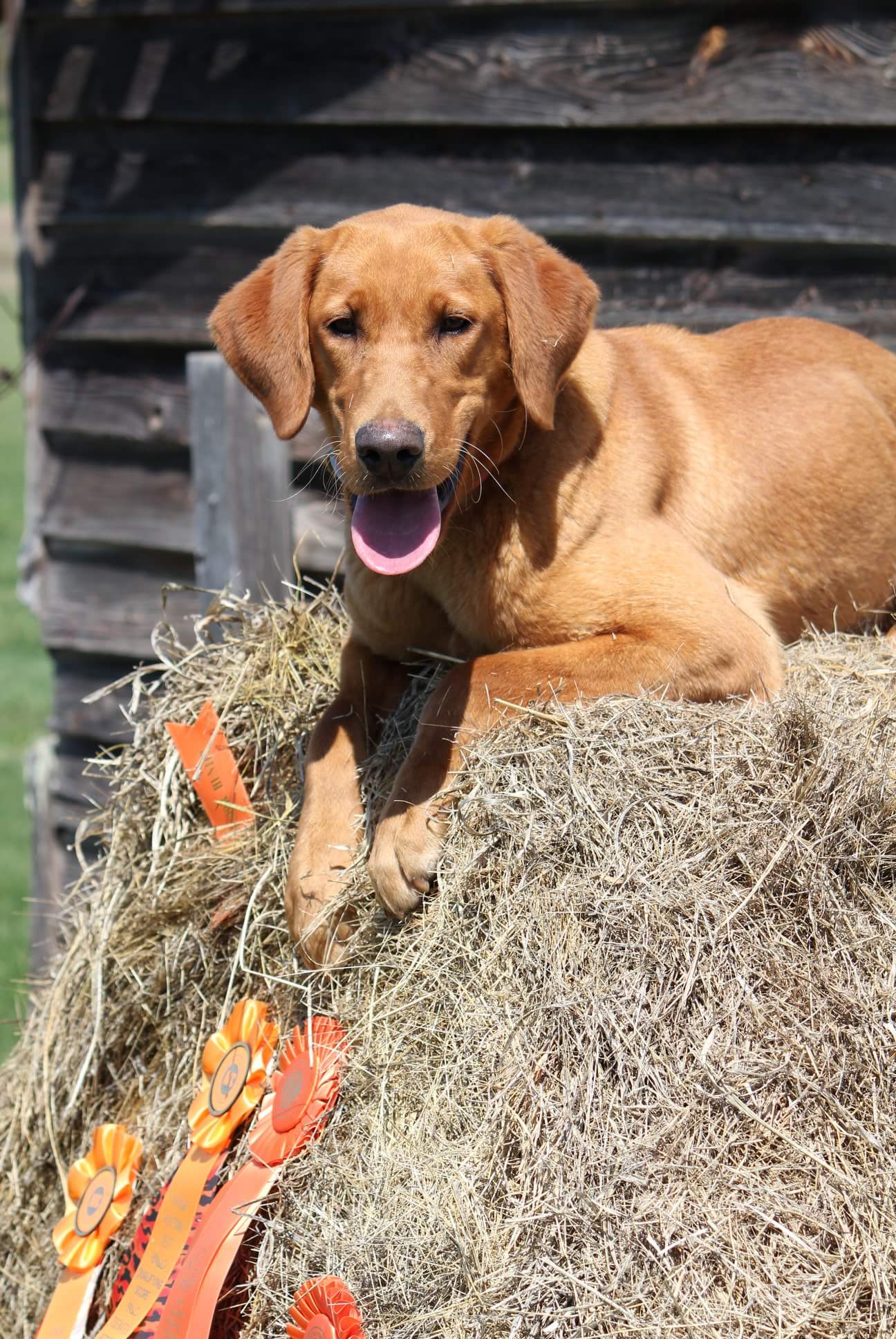 Bradleys Rr Rapid Fire SH | Yellow Labrador Retriver