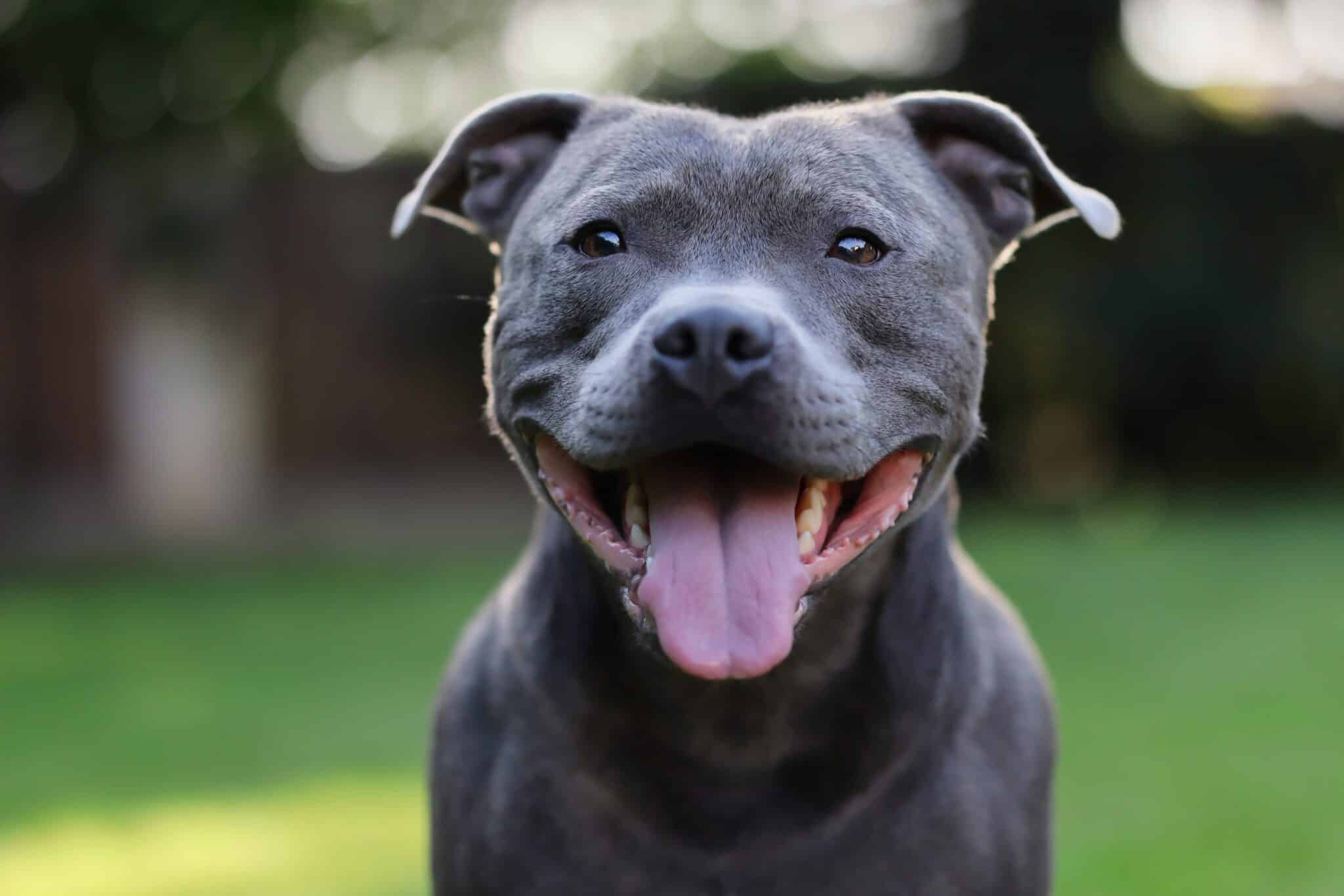 Staffordshire Bull Terrier
