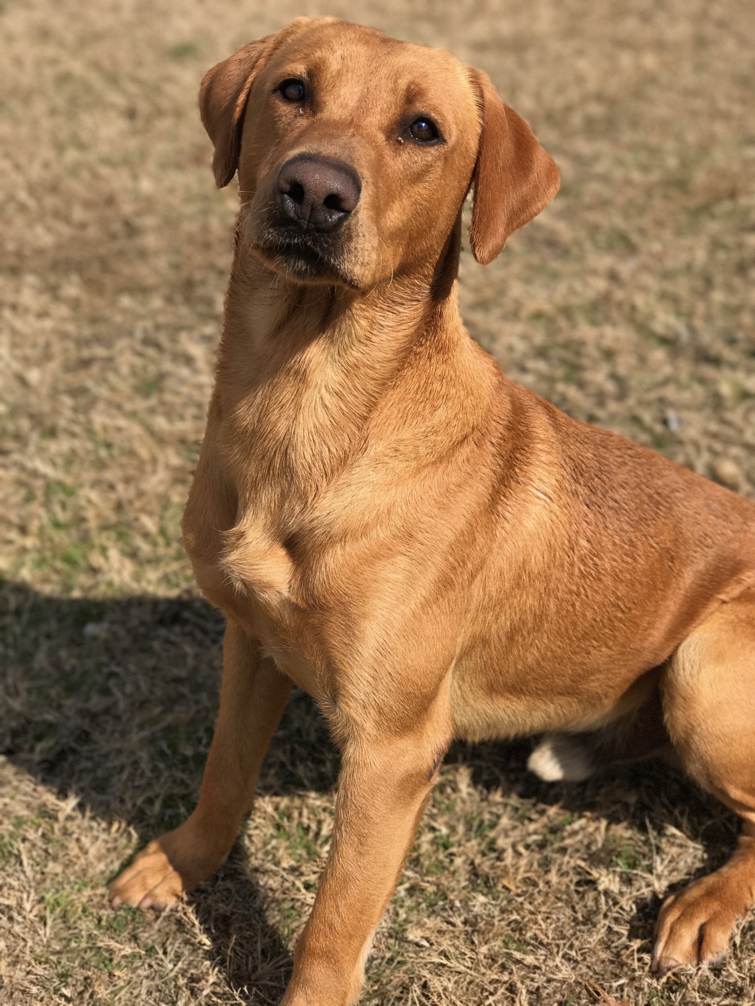 HRCH Murray's Gadhar Loirg Finn Mccool MH | Yellow Labrador Retriver