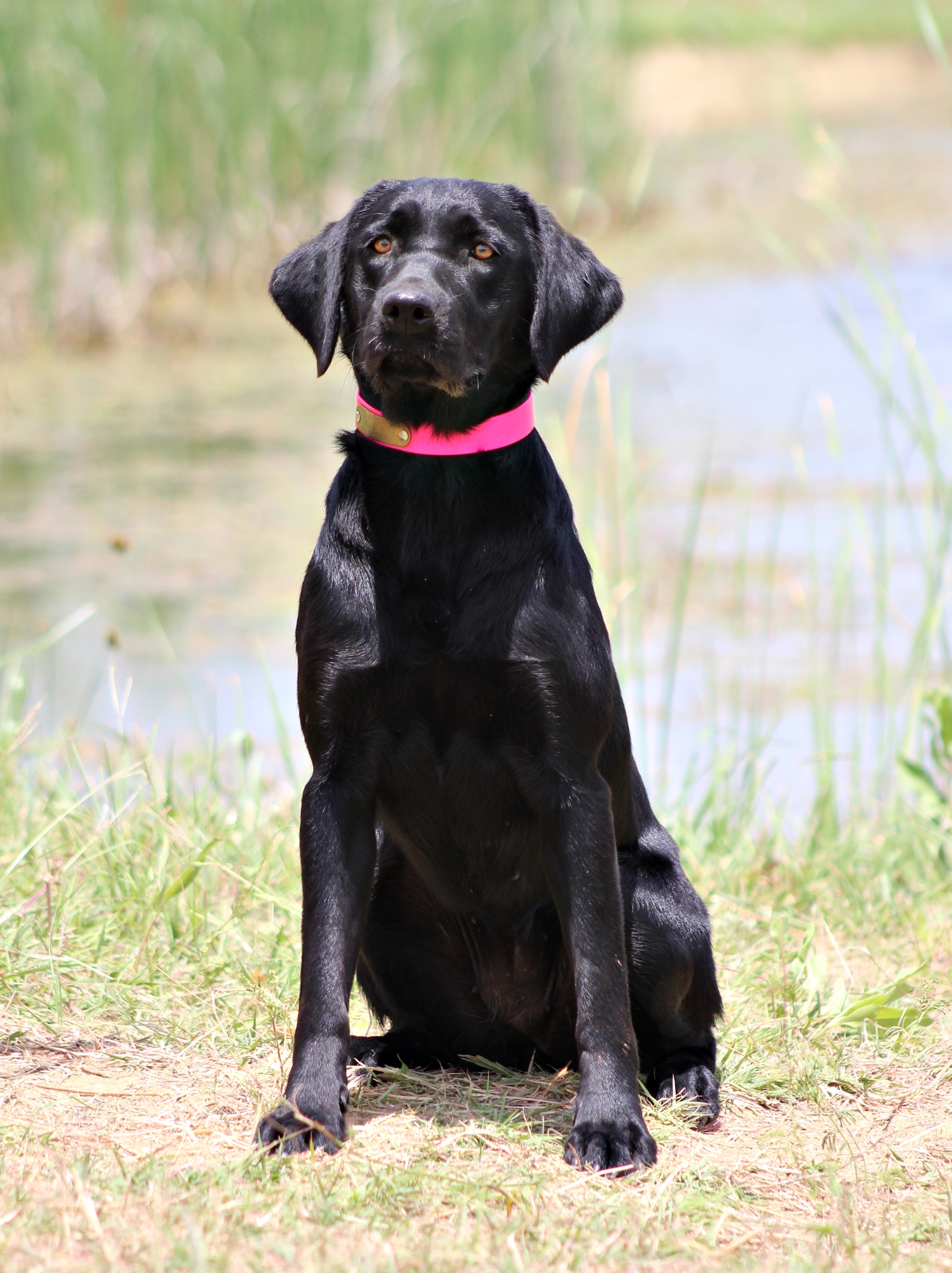 Sagecreek's Little Dark One | Black Labrador Retriver