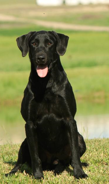 3xGRHRCH Long Lake's Low Flashpoint MH QA2 | Black Labrador Retriver