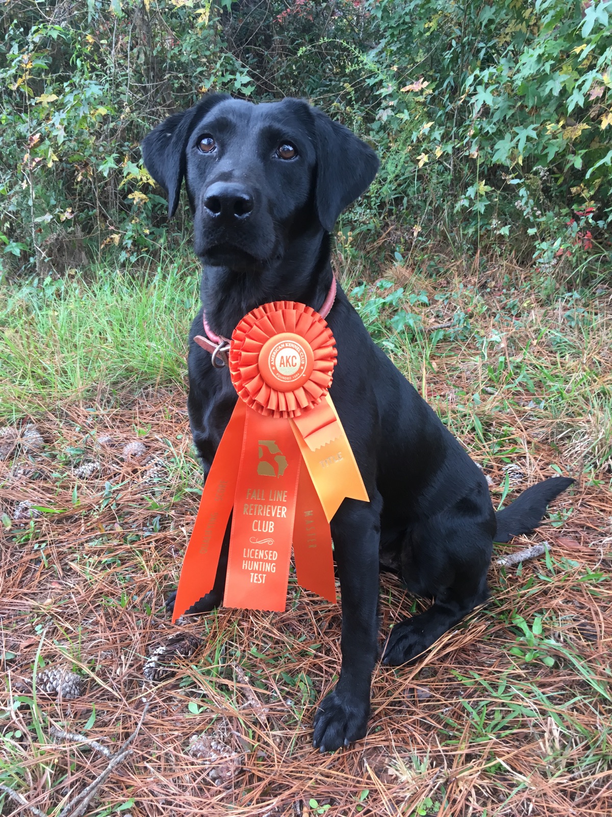 HRCH Lewis Lew Maybe Mud MH | Black Labrador Retriver