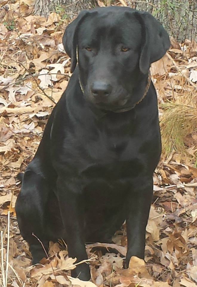 Cj’s Highbrass Oakley Magnum | Black Labrador Retriver