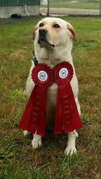 Lucnows Miss Riley Emma Of Windsloe | Yellow Labrador Retriver