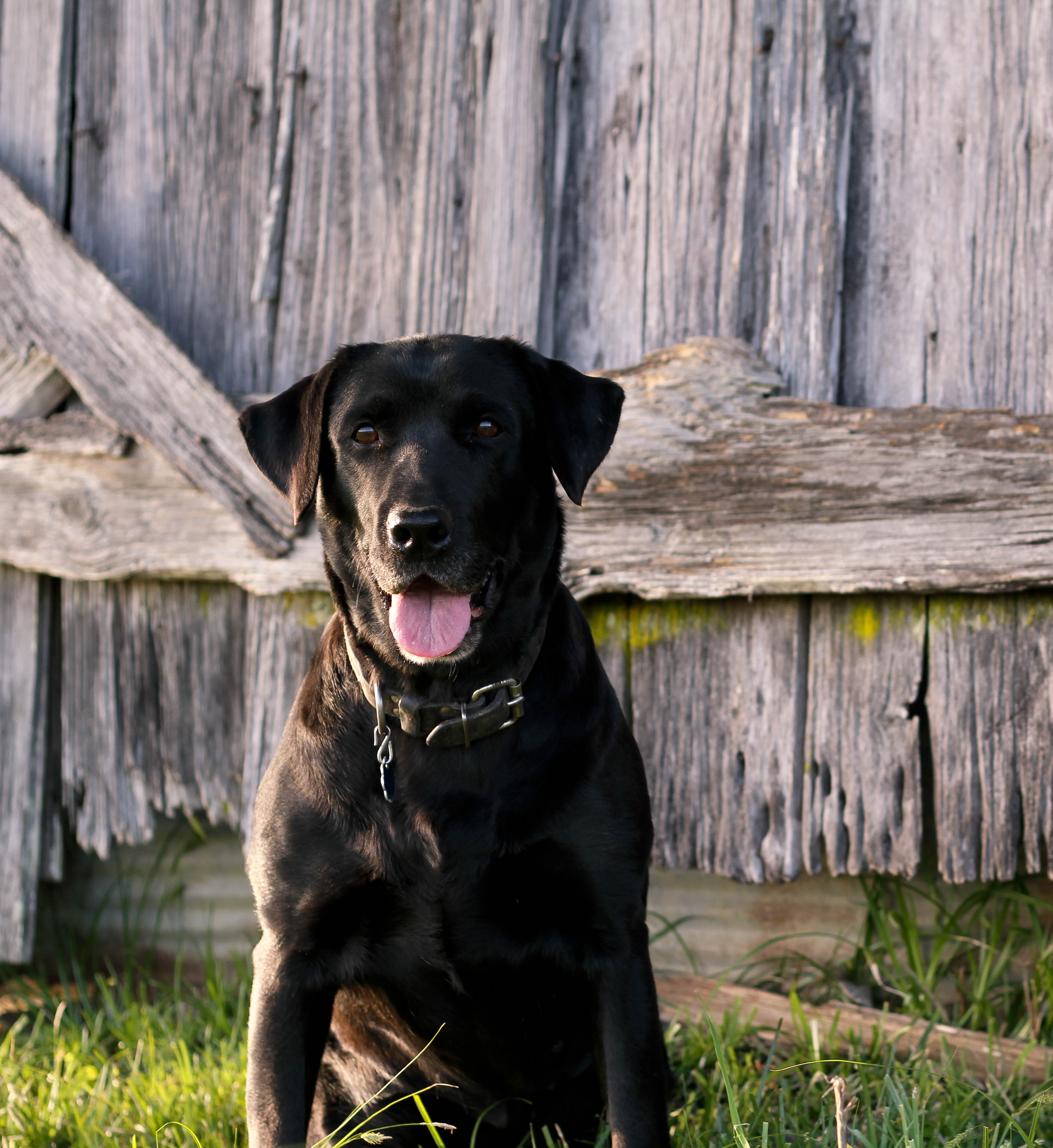 HRCH Barkleys Southern Belle JH | Black Labrador Retriver