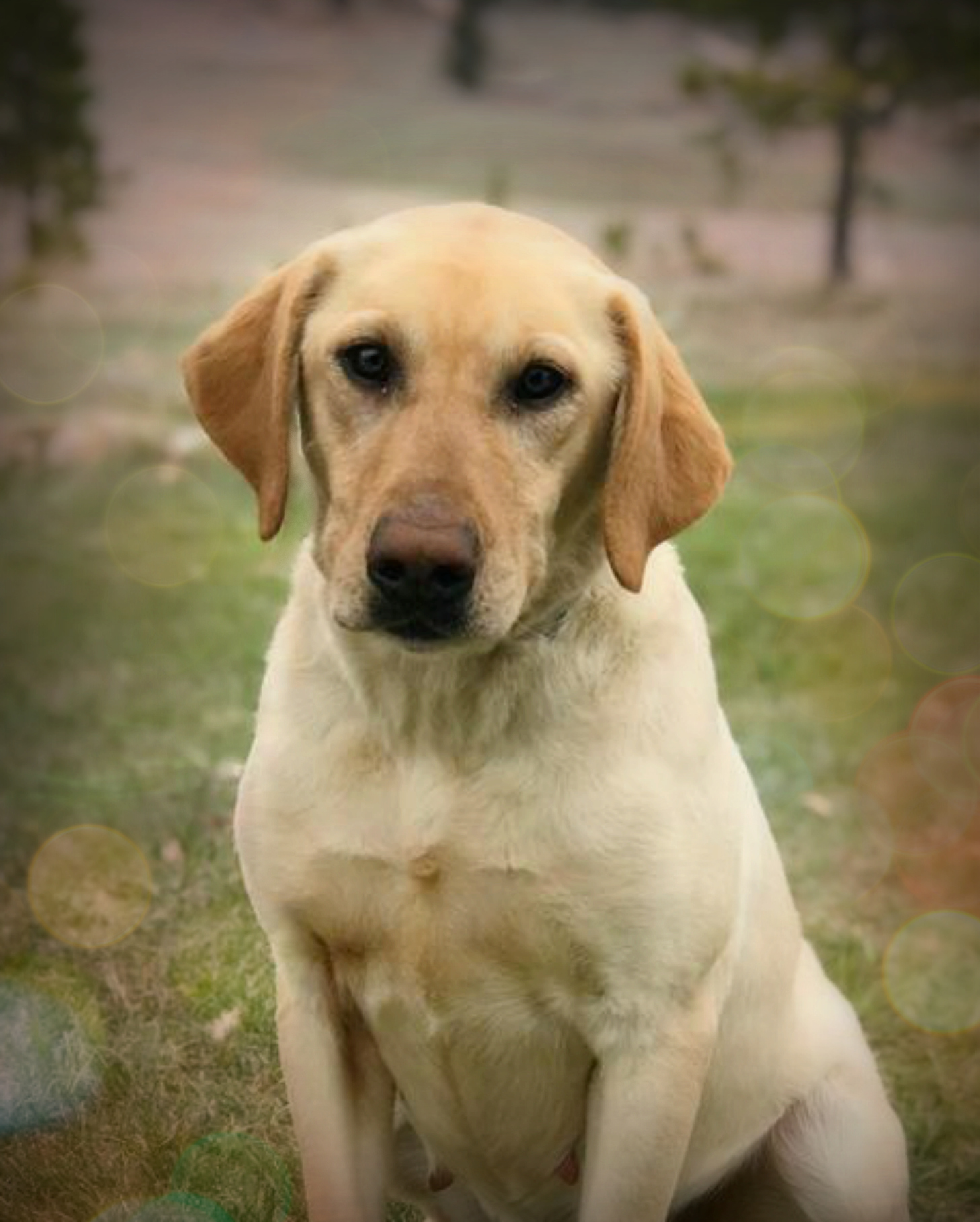 Kincaid's Tiger Lilly | Yellow Labrador Retriver