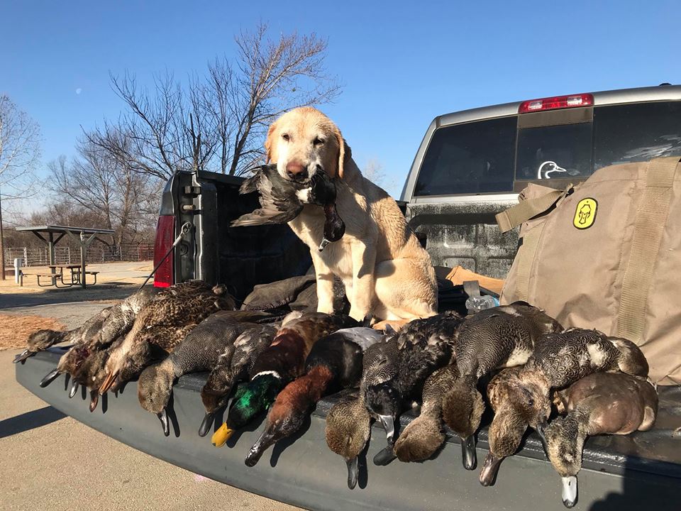 Allen's Bear | Yellow Labrador Retriver