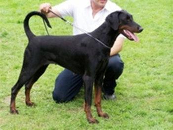 Hertogin Gina v. Thekeda | Black Doberman Pinscher