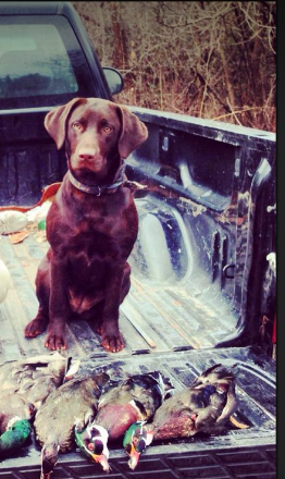 Little Anne Allen | Chocolate Labrador Retriver