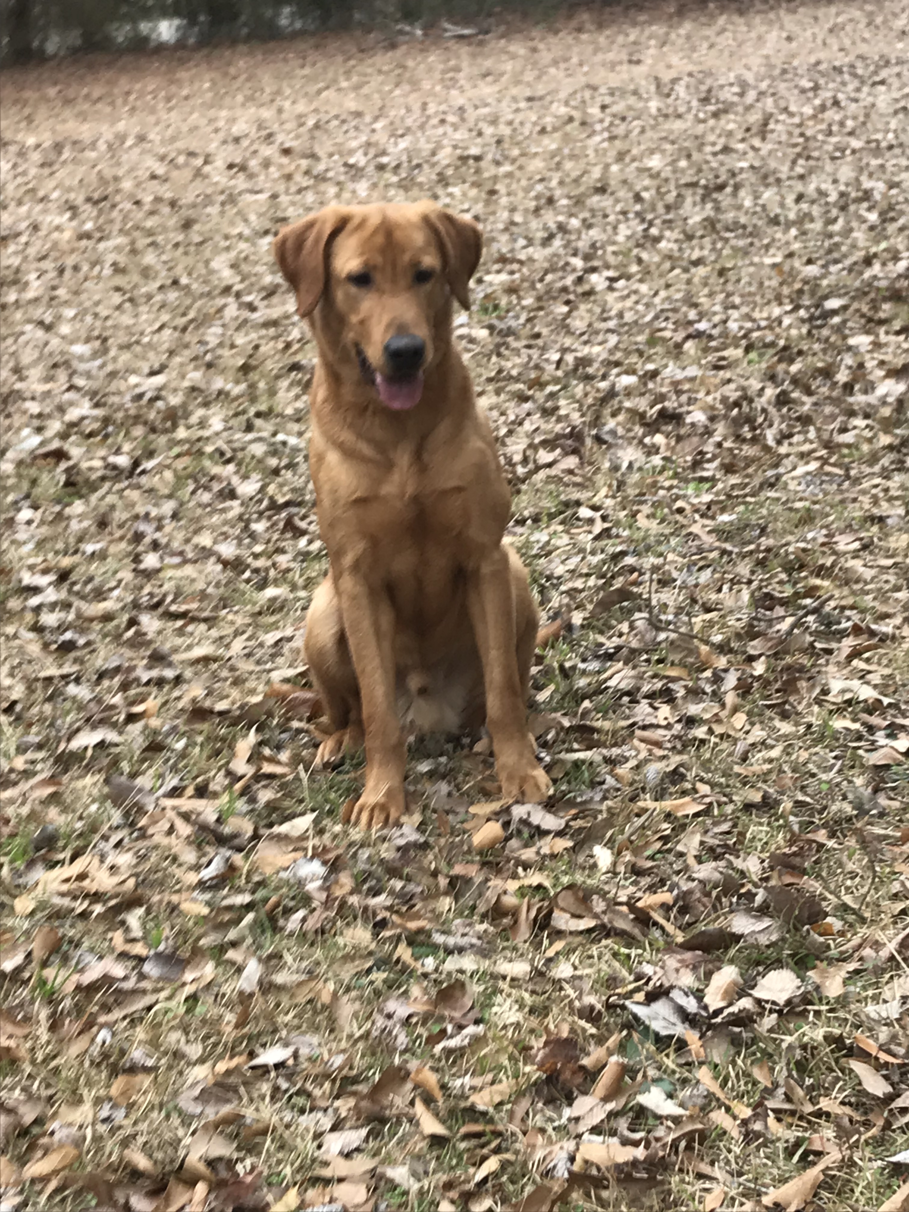 LSK's Blazin A Journey | Yellow Labrador Retriver