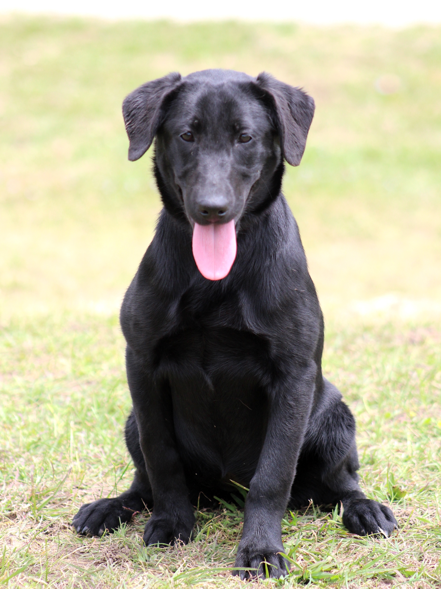 Wright's Tornado Alley | Black Labrador Retriver