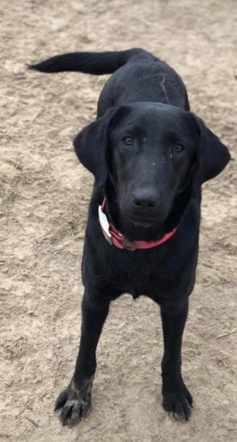 crumpler's if the shoe fits wear it | Black Labrador Retriver