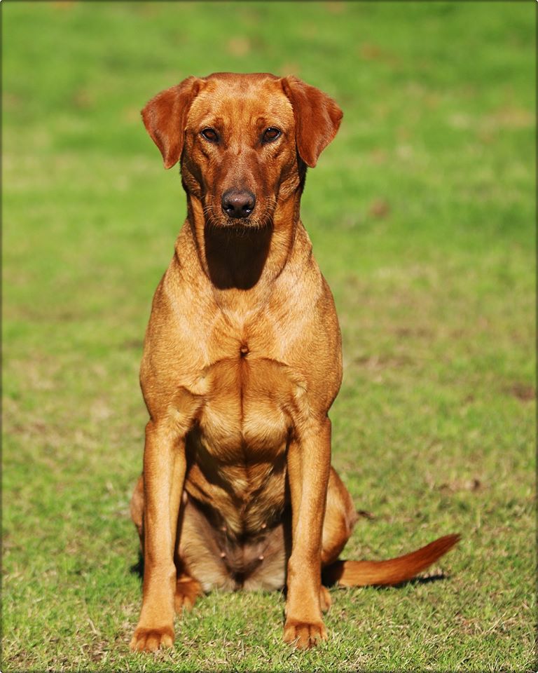 SBR Bab’s Texas Creek DS | Yellow Labrador Retriver