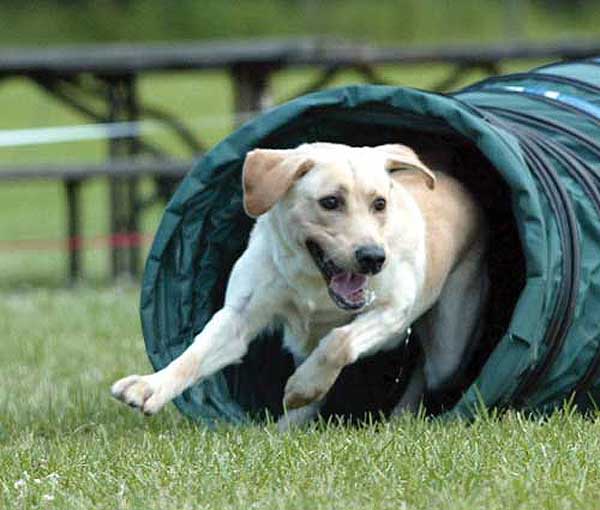 MACH2 Joemac's  Pale Rider MXG MJG NAP XF | Yellow Labrador Retriver