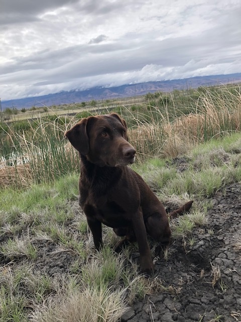 Addicted To The Migration MH | Chocolate Labrador Retriver