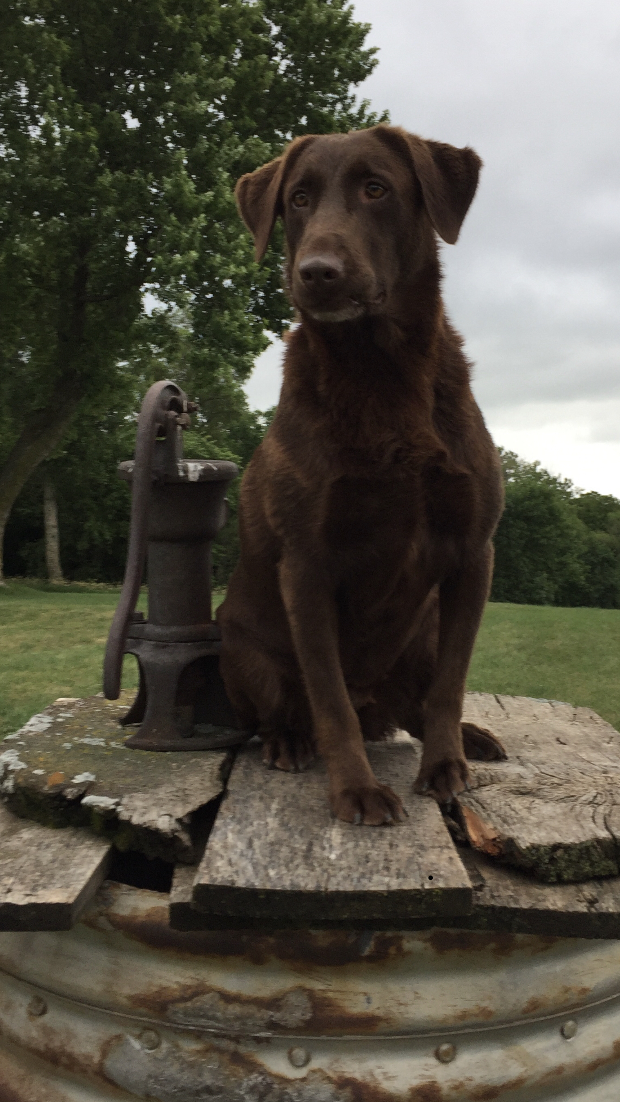 Sunny Height's Cracklin Tink Of Fire | Chocolate Labrador Retriver