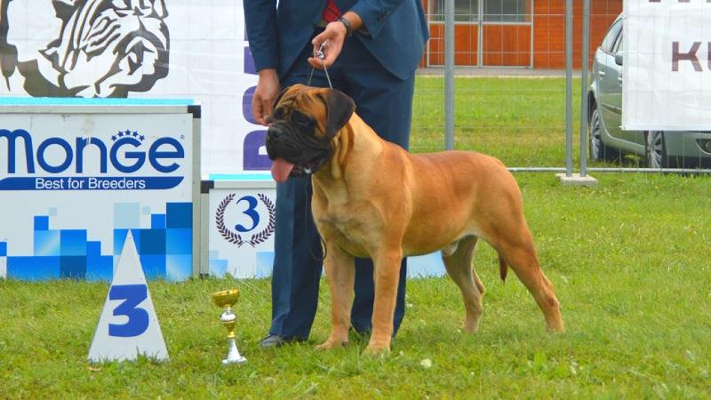 Bullheaven's Toto Riina | Bullmastiff 