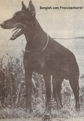 Banglah v. Franckenhorst | Black Doberman Pinscher