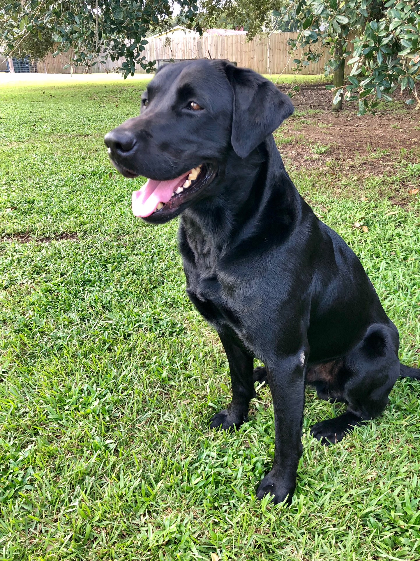 Shiloh’s Midnight Supernova | Black Labrador Retriver