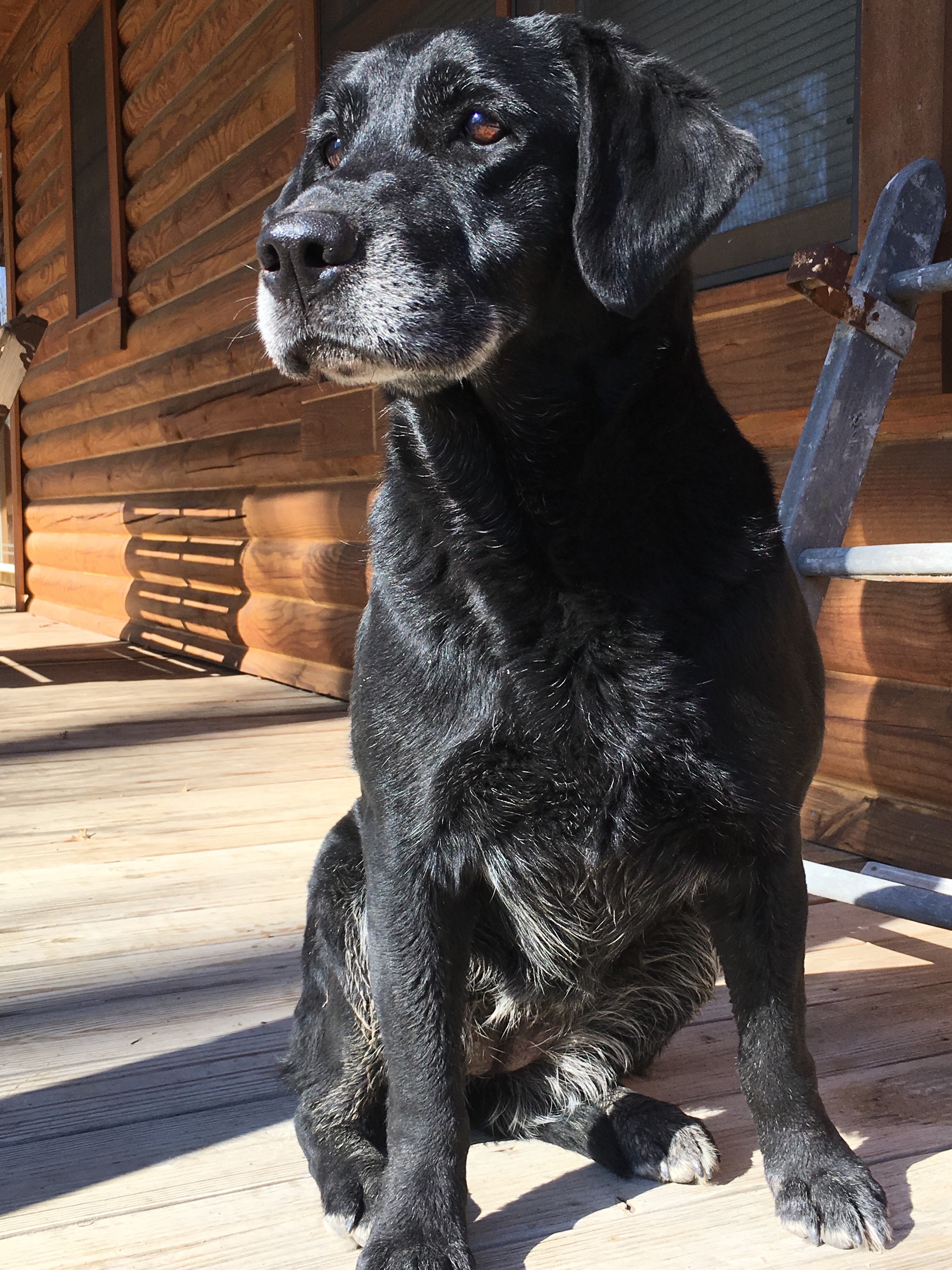 Shiloh’s Isabella Rose | Black Labrador Retriver