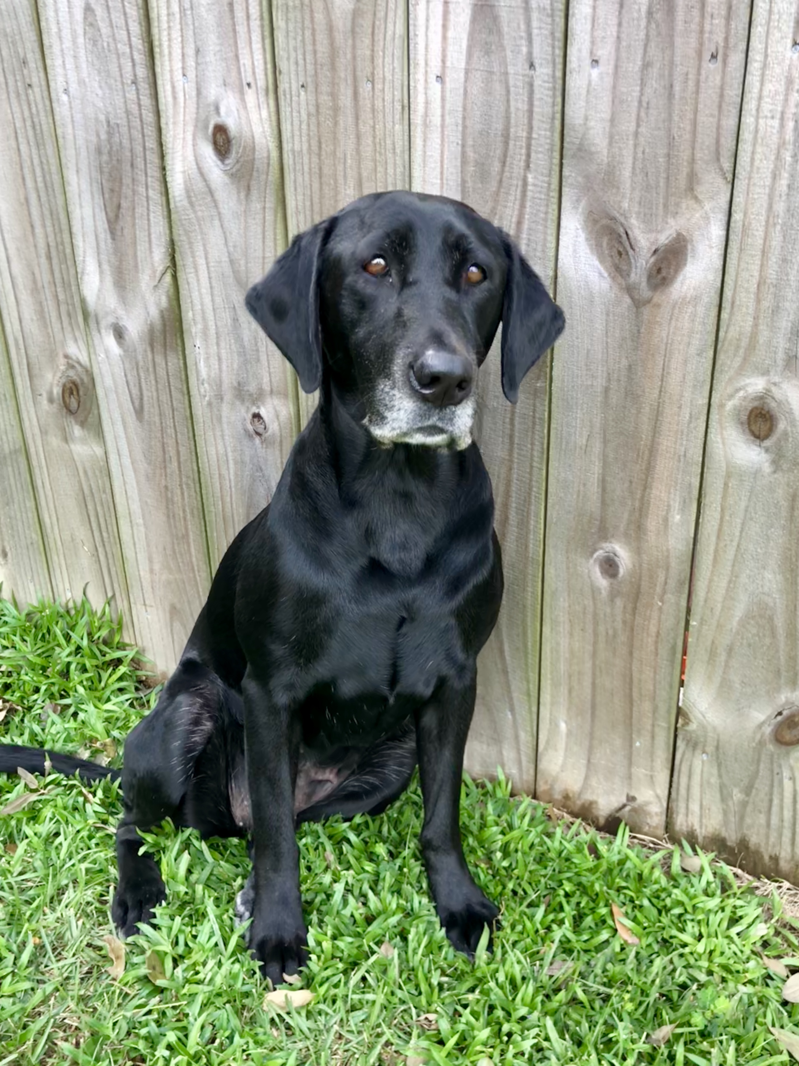 Shiloh’s Whoa Nelly | Black Labrador Retriver