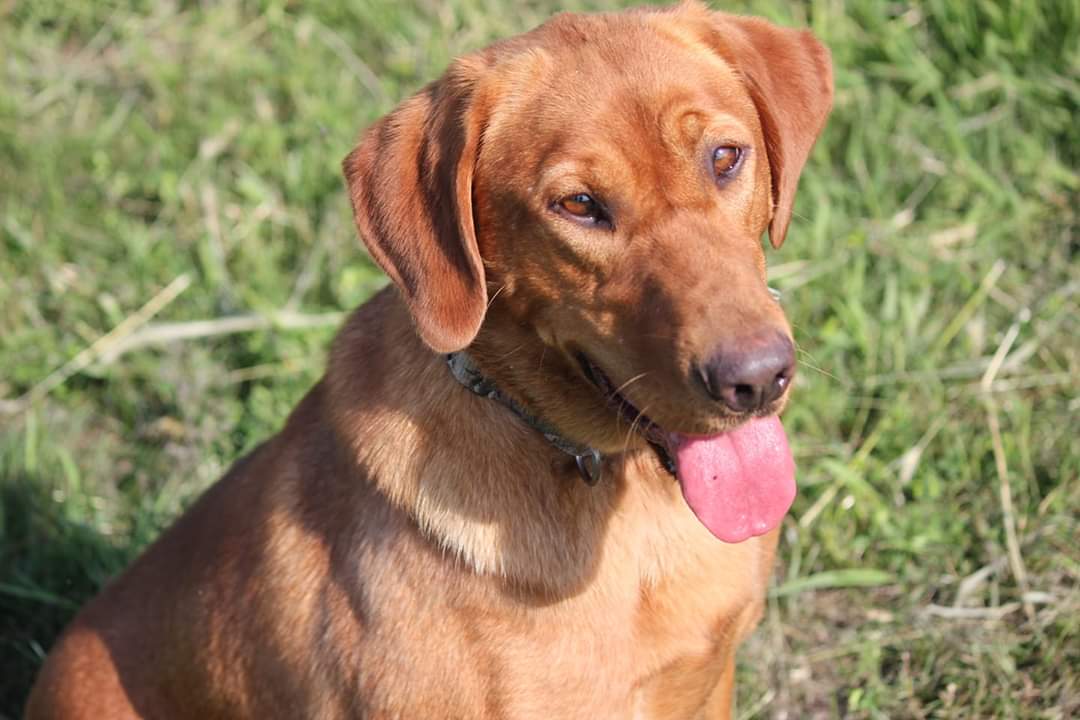 Justin Voyles Reba | Yellow Labrador Retriver