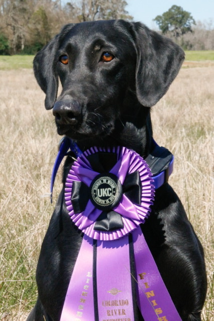 Teal’s Ford Is Street Legal | Black Labrador Retriver