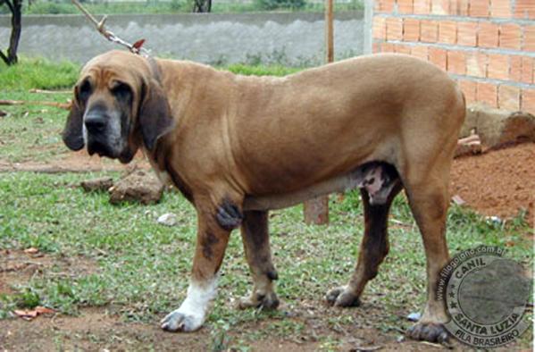 BRIGHT DO CARAMONA | Fila Brasileiro 