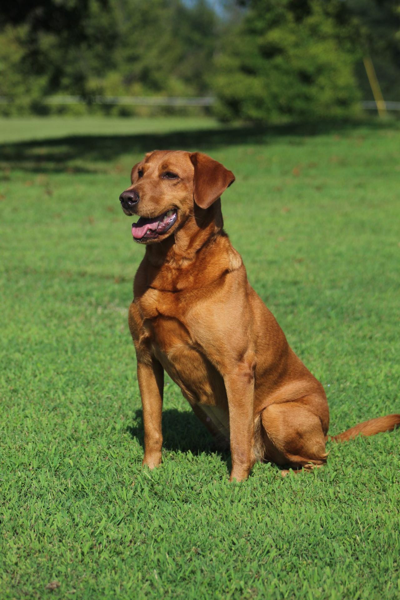 HR Lone Oak's Blood Moon | Yellow Labrador Retriver