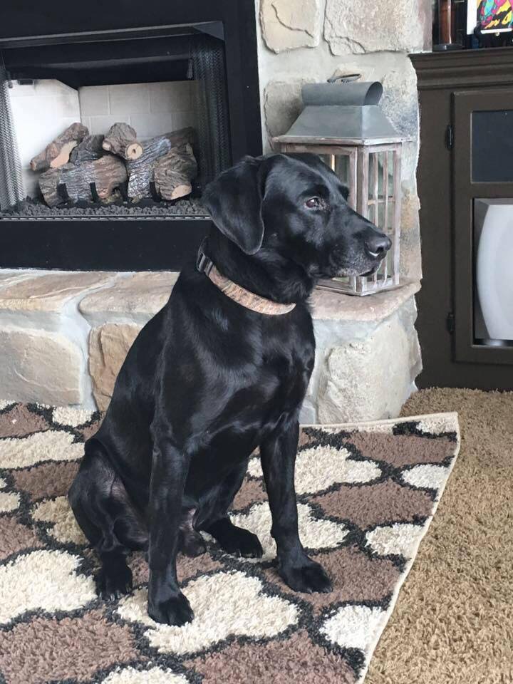 HRCH Lone Oak's Tennessee Volunteer | Black Labrador Retriver