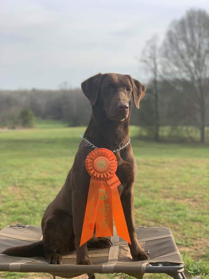 HRCH  Aimpowers Roxie's Blue Bonnet MH | Chocolate Labrador Retriver