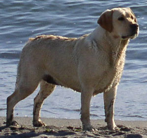 Nipntuck Congeniality | Yellow Labrador Retriver